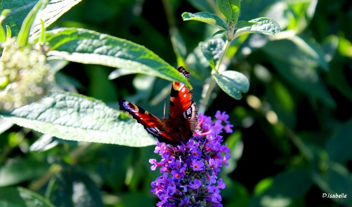 Papillon.jpg 1A.jpg