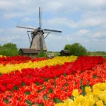22970291-moulin-à-vent-hollandais-sur-les-lignes-de-champ-de-tulipes-hollande.jpg