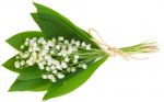 brin-de-muguet-conservation-muguet-comment-conserver-le-muguet-faire-durer-muguet.png