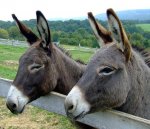 donkeys-105718__340.jpg