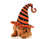Halloween-Pet-Safety.png