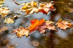 belles-feuilles-automne-tombees-dans-eau-sous-pluie-automne_85672-1.jpg