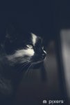 papiers-peints-portrait-d-39-un-chat-noir-regardant-loin-dans-une-piece-sombre.jpg.jpg