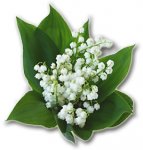 muguet_1.jpg