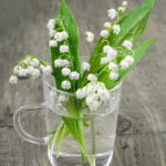 le-muguet-du-1er-mai-tete-a-modeler.png