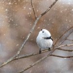 petit oiseau blanc.jpg