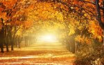9d4a04a1cb_96236_automne-foret-shutterstock.jpg