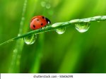 fresh-morning-dew-ladybird-260nw-50606398.jpg