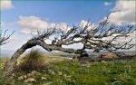 l'arbre penché.JPG