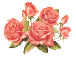 rose_pink_by_jinifur-d37hnap.png