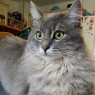 nessa4647