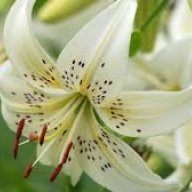 Fleur de lys