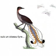 Oiseau Lyre