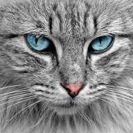 Le Chat Bulateur