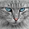 Le Chat Bulateur