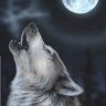 Loup Gris