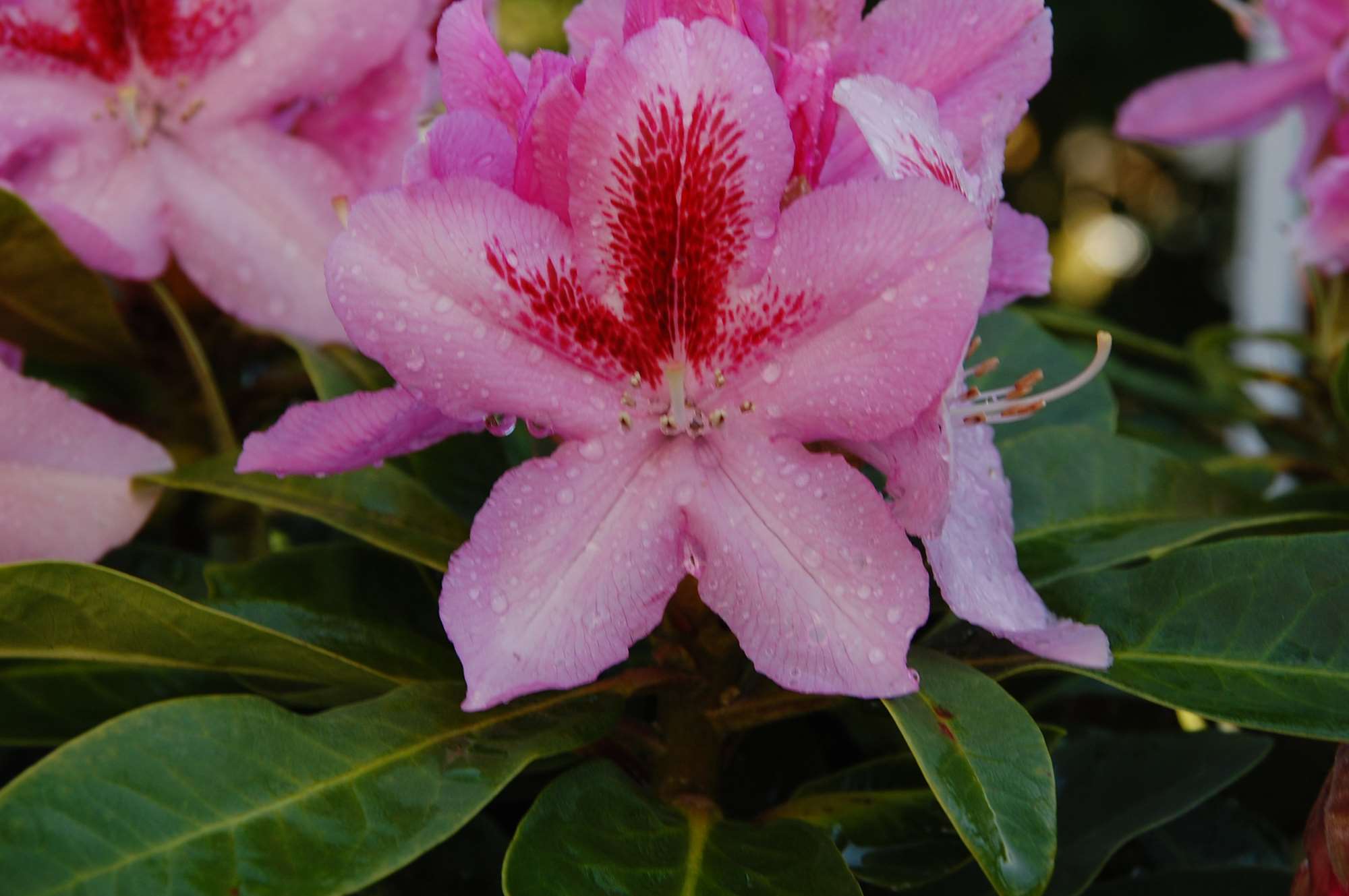 1 a AB rose 2.jpg
