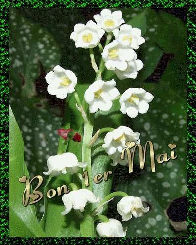 1 a muguet    super.gif