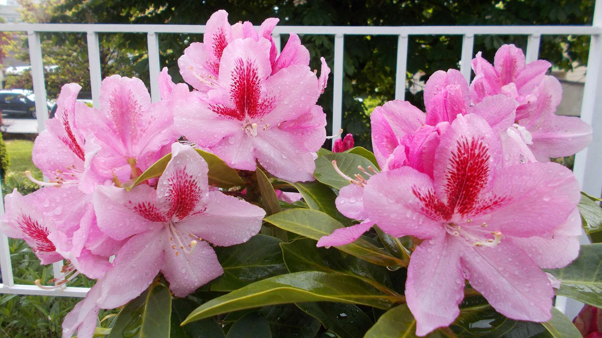 1 A Rhododendron.jpg