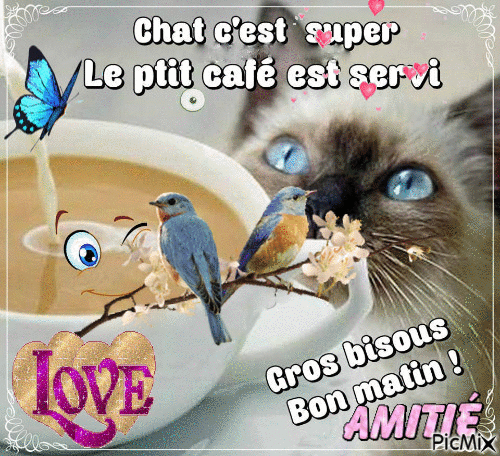 1 Chat aa.gif