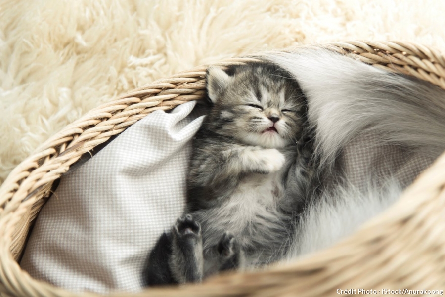 1 chaton.jpg