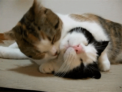 1 chats A.gif