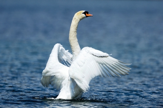 1 Cygne.jpg
