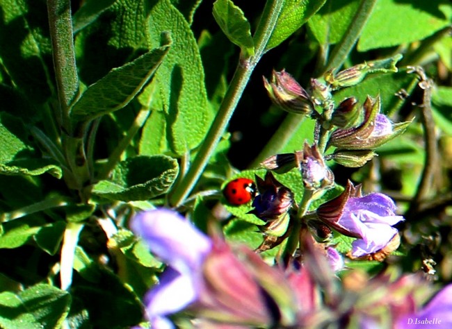 1- La petite coccinelle 1.jpg