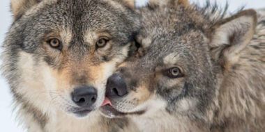 1 Loups.jpg