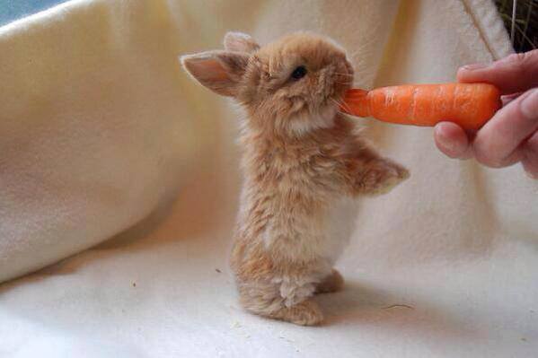 1 mignon lapin.jpg