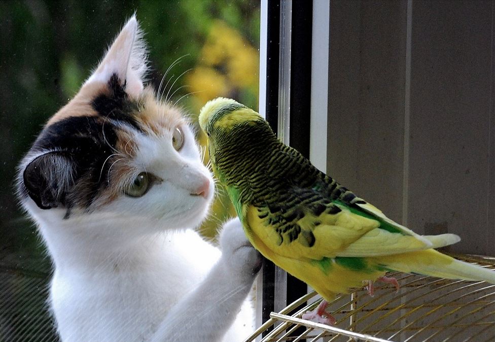 1 oiseau + chat.jpg