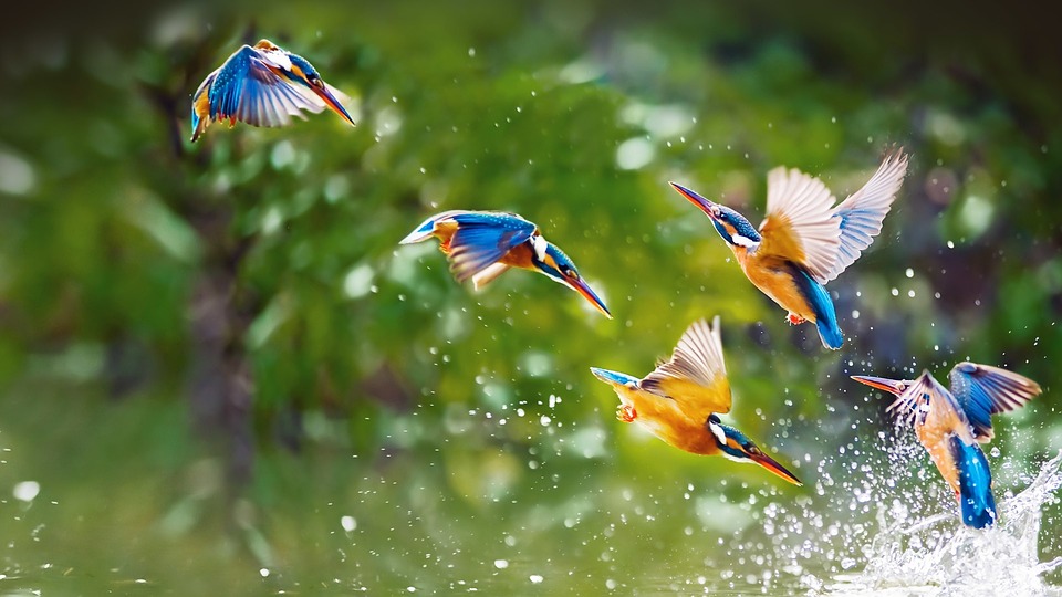 1 oiseaux.jpg