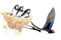 1001067-Hirondelle.jpg