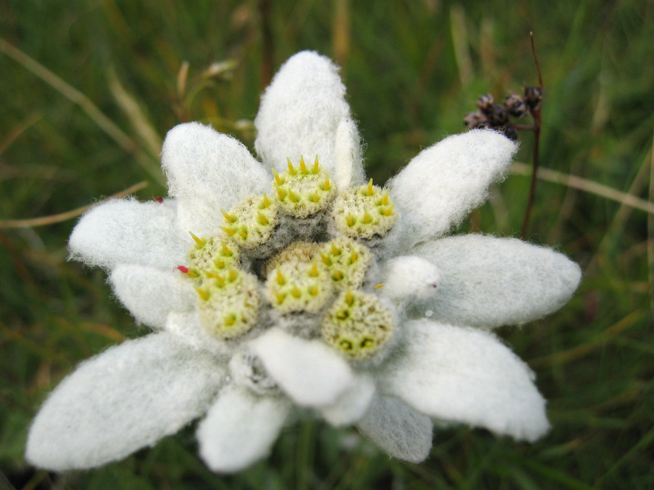 1280px-Leontopodium_alpinum_detail.jpg