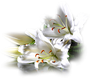 15c755c2e2_103834354_o2.png