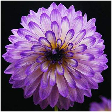 1605541817511.png