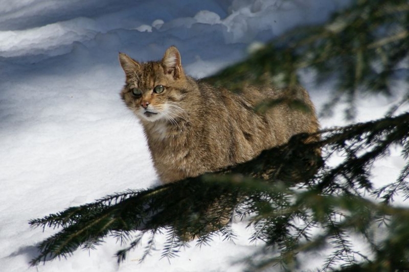 1737324_chat-forestier.jpg
