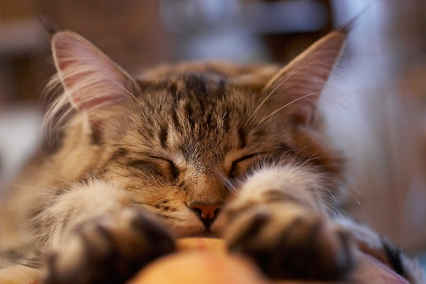 1755-chat-qui-dort.jpg