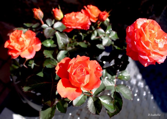 2- La rose orange A.jpg