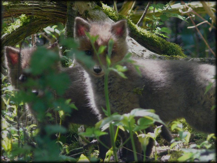 2 renards.jpg