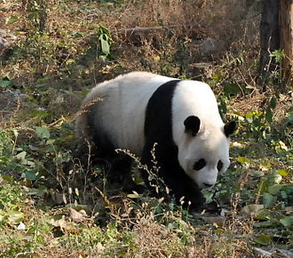 330px-Giant_Panda_in_Beijing_Zoo_1.JPG
