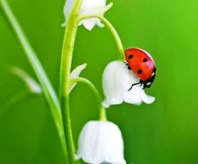 35781-alternatives-pesticides-paris-distribue-coccinelles-particuliers.jpg