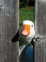 49515799_347995636034943_1770996156386508800_n[1].jpg
