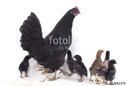 500_F_22641376_9GCs4eOOUDFYSjhoST08BtHxRIfBOzzN.jpg