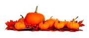 87005237-bordure-d-automne-de-citrouilles-et-feuilles-d-automne-rouge-isolé-sur-fond-blanc.jpg