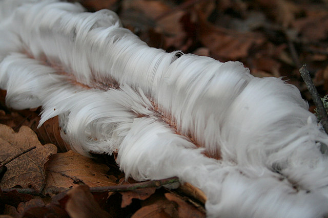 A_mystery_of_Nature_on_Altyre_Estate_-_geograph.org.uk_-_320718.jpg