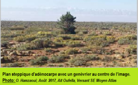 Adénocarpe et Genévrier.png