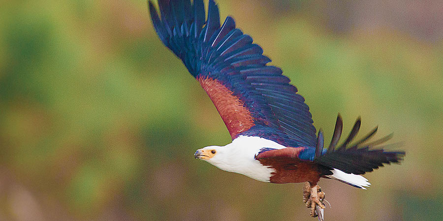 aigle (1).jpg