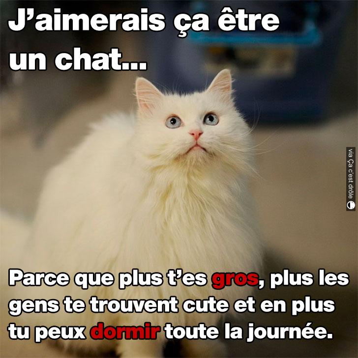 Aimerais être chat.jpg