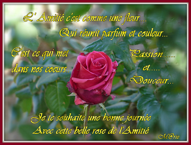 Amitié rose.jpg